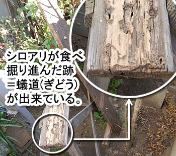 シロアリ消毒・シロアリ駆除はグリーン・パトロール 神奈川県、茅ヶ崎市、藤沢市、鎌倉市 シロアリの蟻道が