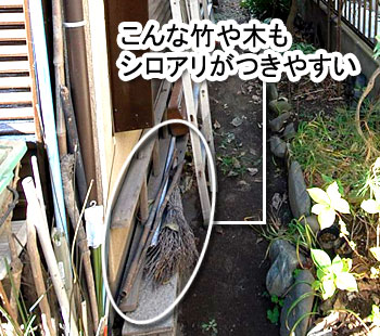 シロアリ消毒・シロアリ駆除はグリーン・パトロール 神奈川県、茅ヶ崎市、藤沢市、鎌倉市 竹や木もシロアリがつきやすい