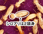 シロアリ消毒・シロアリ駆除はグリーン・パトロール 神奈川県、茅ヶ崎市、藤沢市、鎌倉市 イエシロアリ