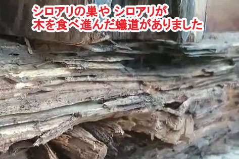 神奈川県茅ヶ崎市シロアリ対策施工事例