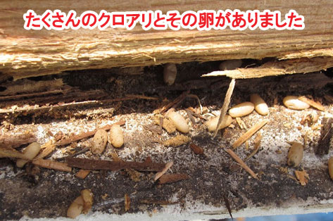 神奈川県茅ヶ崎市シロアリ対策施工事例