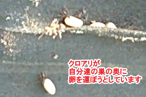 神奈川県茅ヶ崎市シロアリ対策施工事例