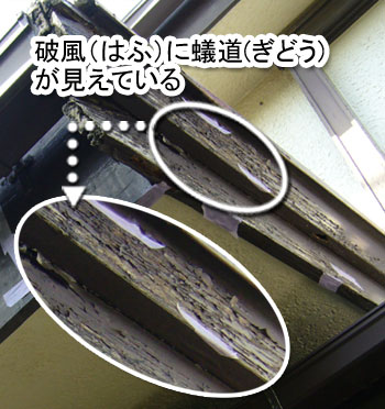 シロアリ消毒・シロアリ駆除はグリーン・パトロール 神奈川県、茅ヶ崎市、藤沢市、鎌倉市 シロアリの蟻道が