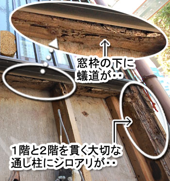 シロアリ消毒・シロアリ駆除はグリーン・パトロール 神奈川県、茅ヶ崎市、藤沢市、鎌倉市 竹や木もシロアリがつきやすい