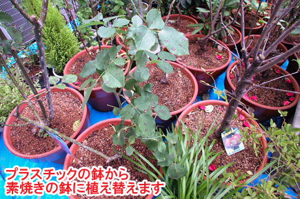 神奈川県茅ヶ崎市 N様邸 ドッグラン、雑草対策外構工事施工例 お庭のリフォームはグリーンパトロール 神奈川県・茅ヶ崎市・寒川町・藤沢市・鎌倉市・平塚市