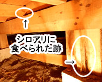 神奈川県茅ヶ崎市 松籟庵(しょうらいあん)