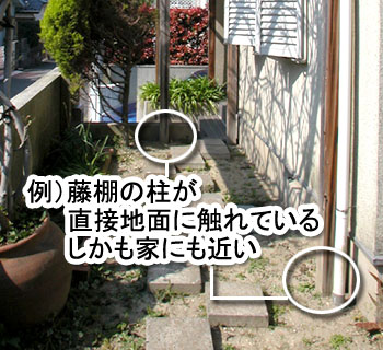 シロアリ消毒・シロアリ駆除はグリーン・パトロール 神奈川県、茅ヶ崎市、藤沢市、鎌倉市 竹や木もシロアリがつきやすい